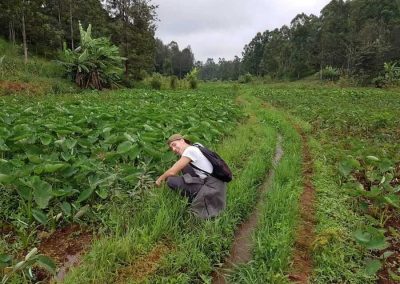 Kenya climate Participant weeding out indeginious crops