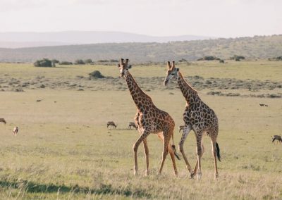 Kenya wildlife Cover