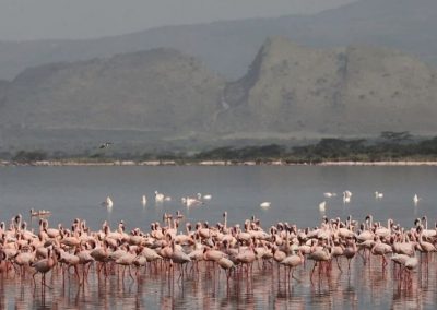 Kenya wildlife Flamingoes