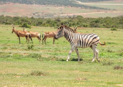 Kenya wildlife zebra