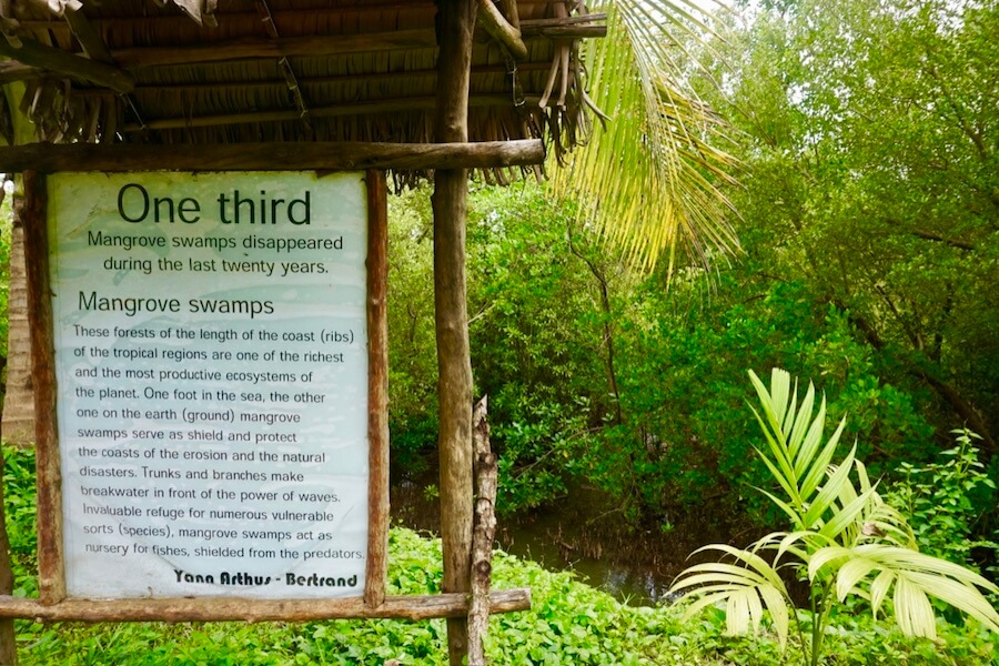 Mangrove01